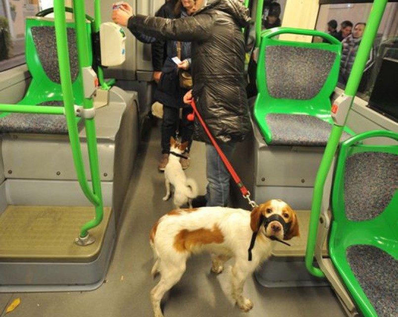 Sì agli animali su bus, tram e metro a Torino