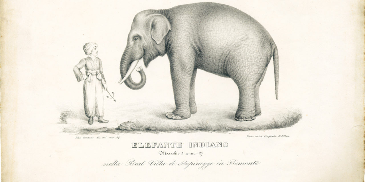 L’elefante Fritz ritorna a Stupinigi